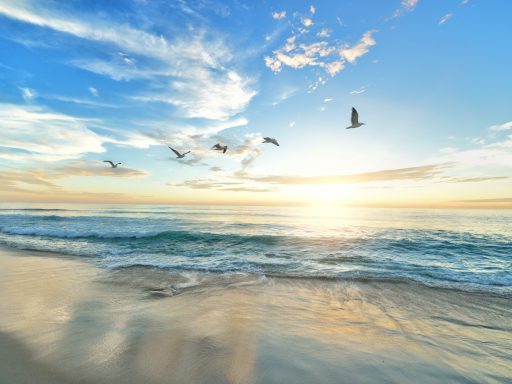 five birds flying on the sea