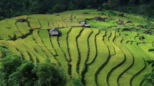 landscape, terraced fields, vietnam, vietnam rice, field, vietnam landscape, vietnam, vietnam, vietnam, vietnam, vietnam