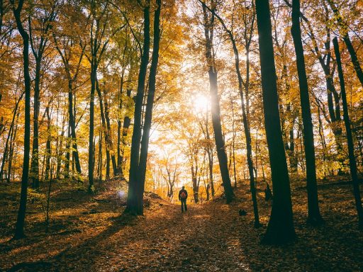 Man die 's ochtends buiten wandelt in de herfst met koud ochtendlicht